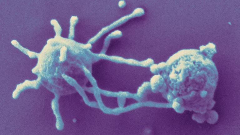 Antik Mikrop sayesinde karmaşık yaşamın kökenlerine dair yeni ipucu
