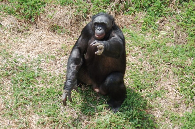 Bonobo Kanzi’nin Hayali Oyun Yeteneği: İnsanlara Özgü Zannedilen Bir Özellik